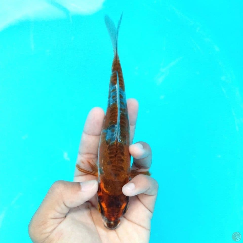 KIKO TEMBAGA 17CM