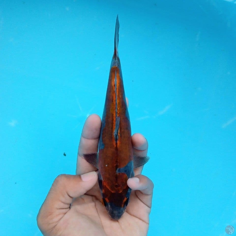 KIKO INAZUMA HALUS 18CM