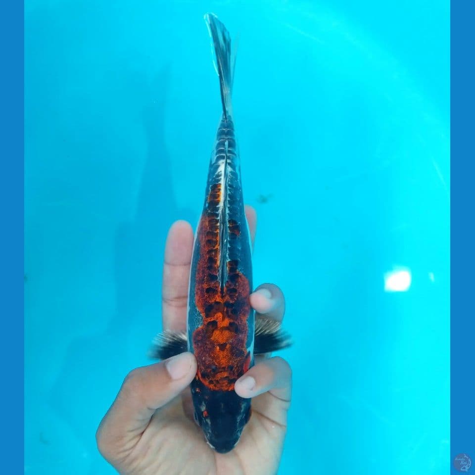 DRAGON KIKO 24CM