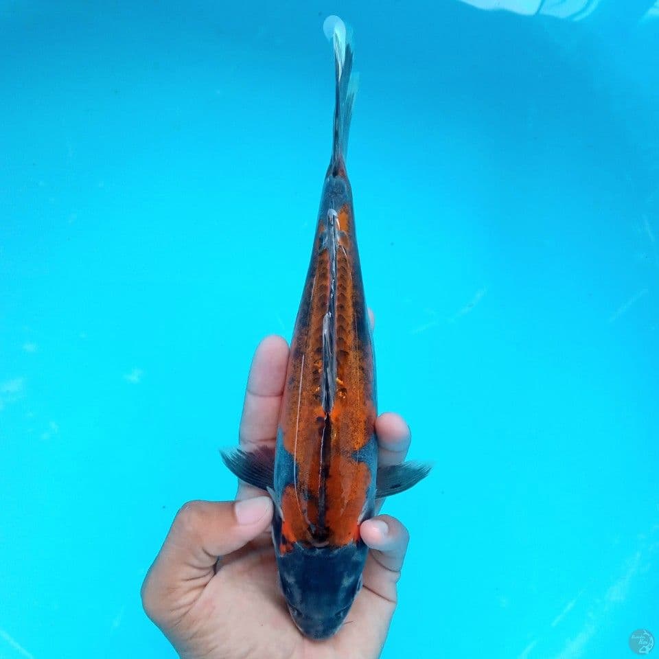 BLACK GOLD 23CM