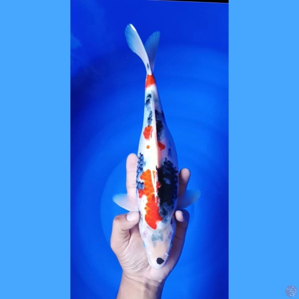 showa 32cm
