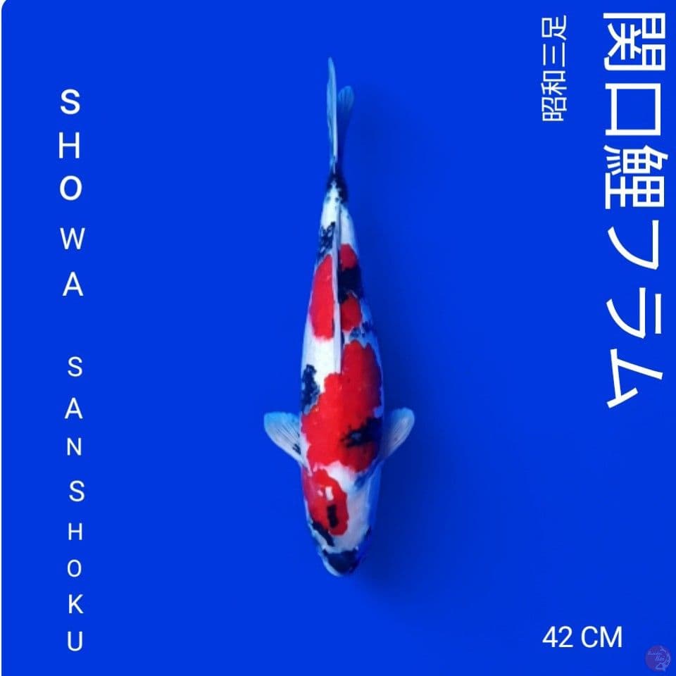 showa 42 cm
