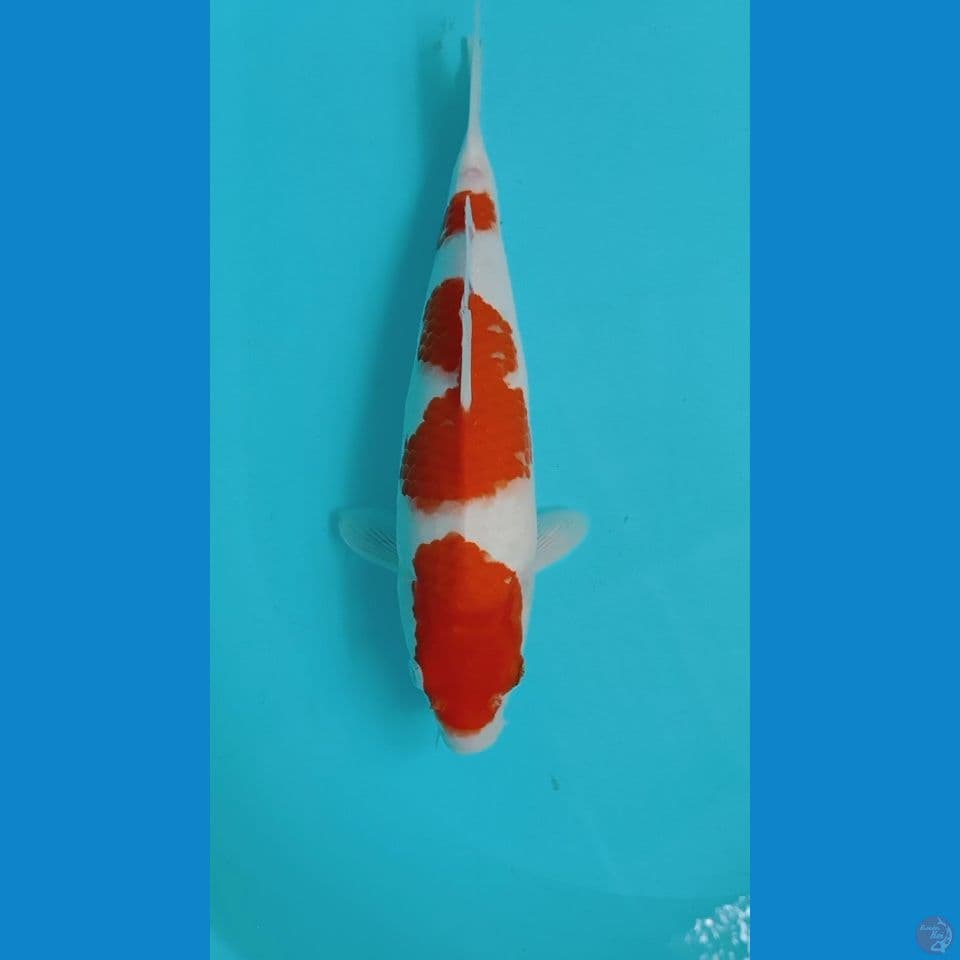 kohaku99