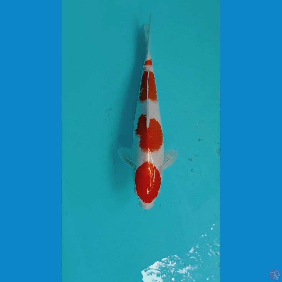 kohaku99