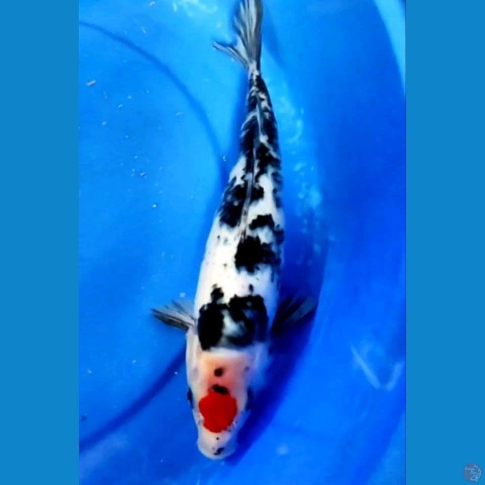 Tanchi Showa 32 cm ML