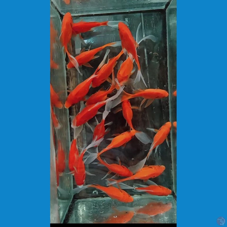tamasaba 20 ekor 9 12 cm 