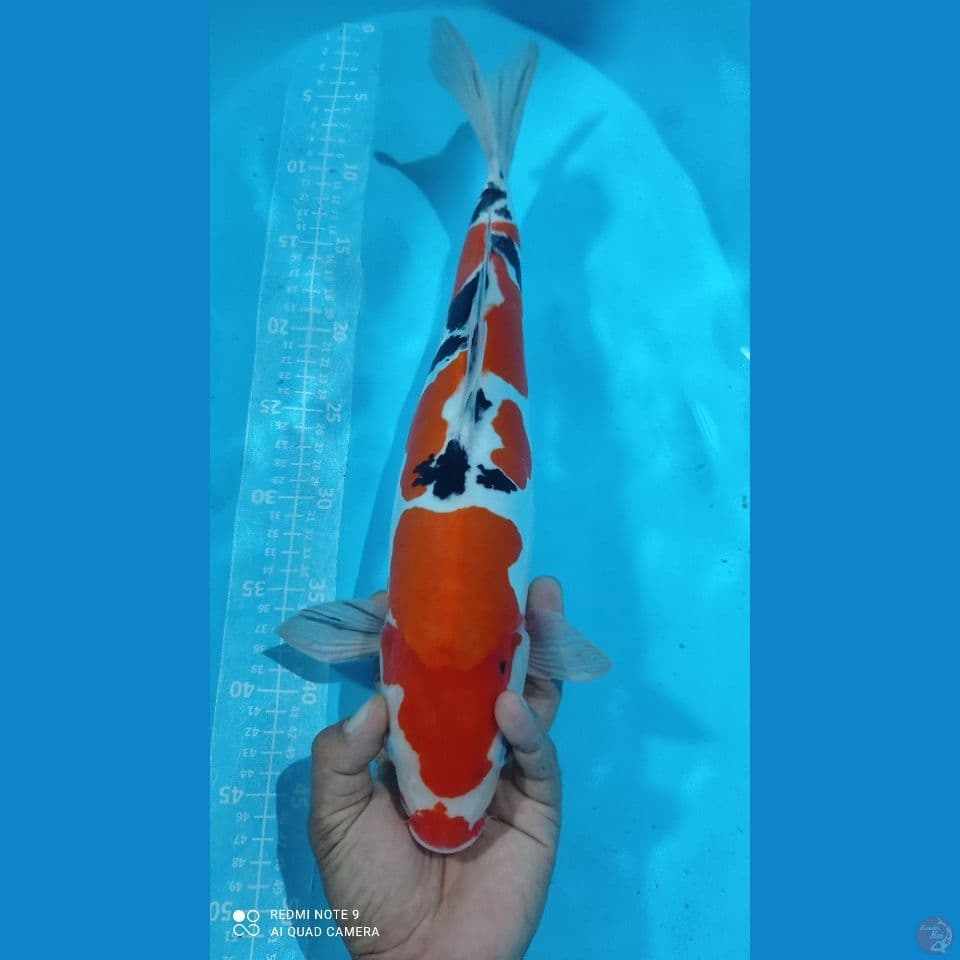 sanke doitsu 44cm