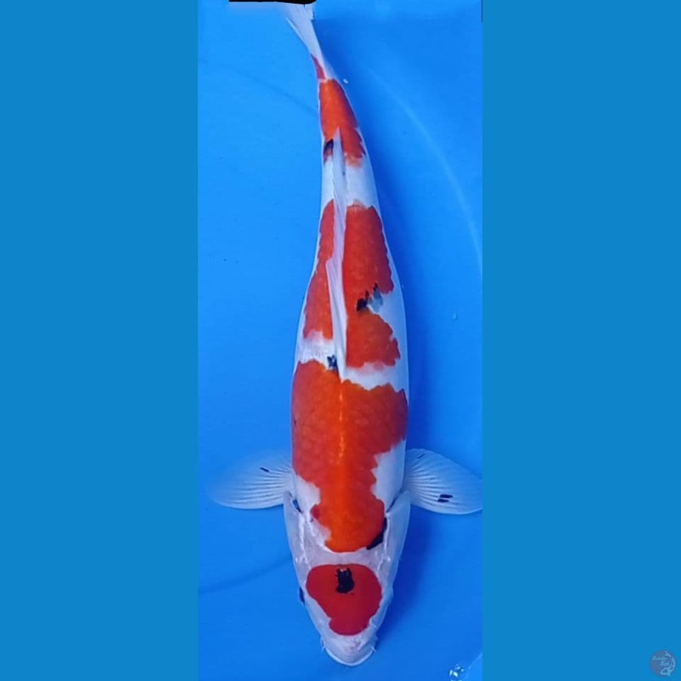 Maruten sanke 48cm