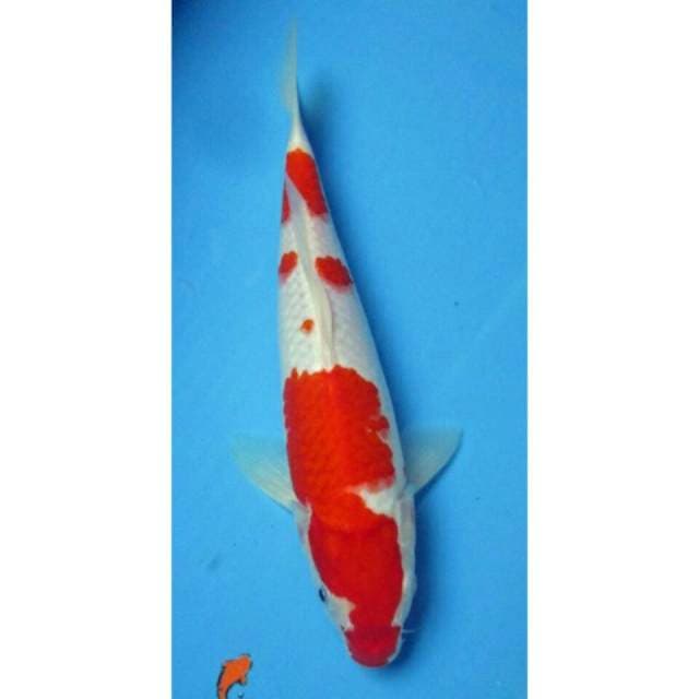 KOHAKU