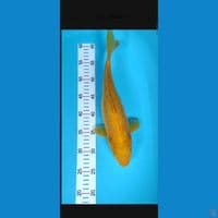 BAHAN KARAMEL 35CM F1 FEMALE