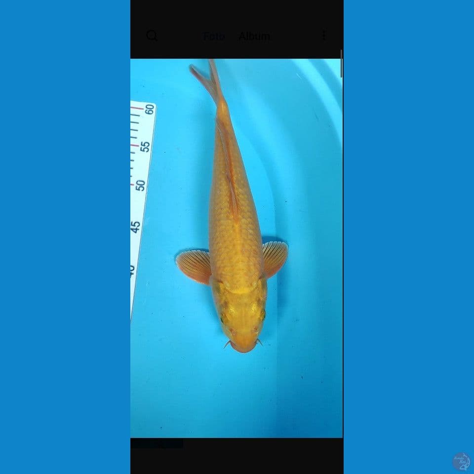 MALE 35CM F1 BAHAN KARAMEL