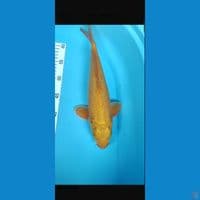 MALE 35CM F1 BAHAN KARAMEL