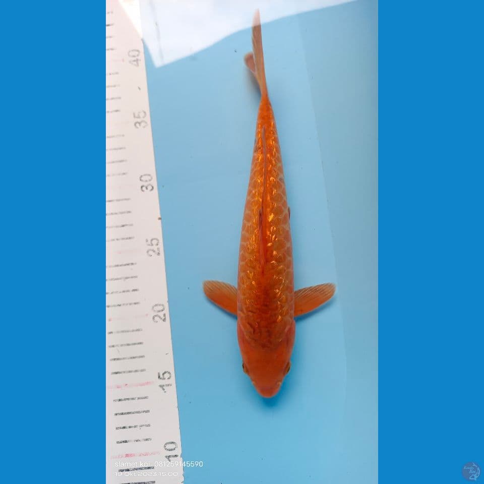 caramel ginrin jantan