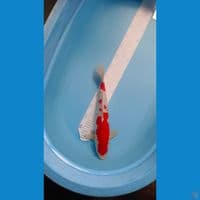 kohaku JANTAN