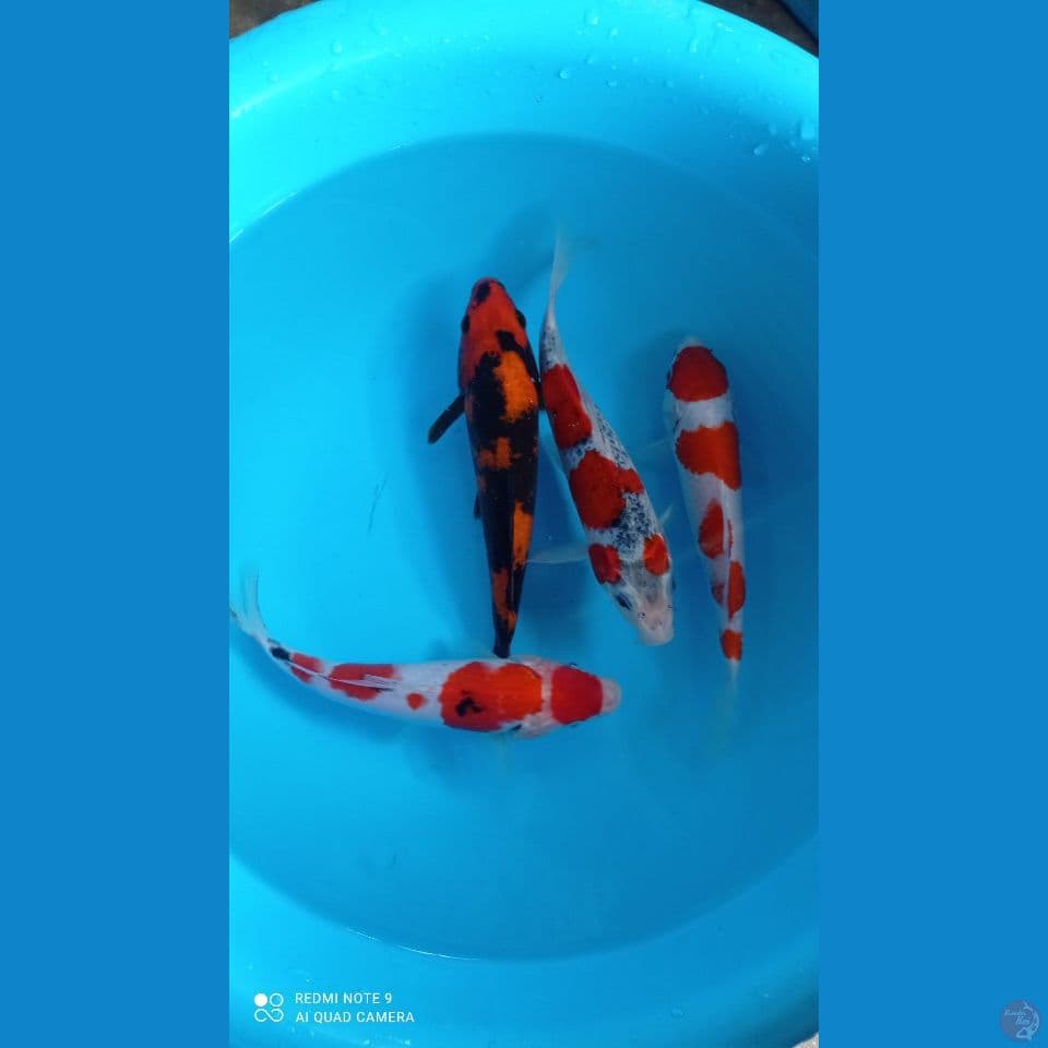 mix 20'23cm
