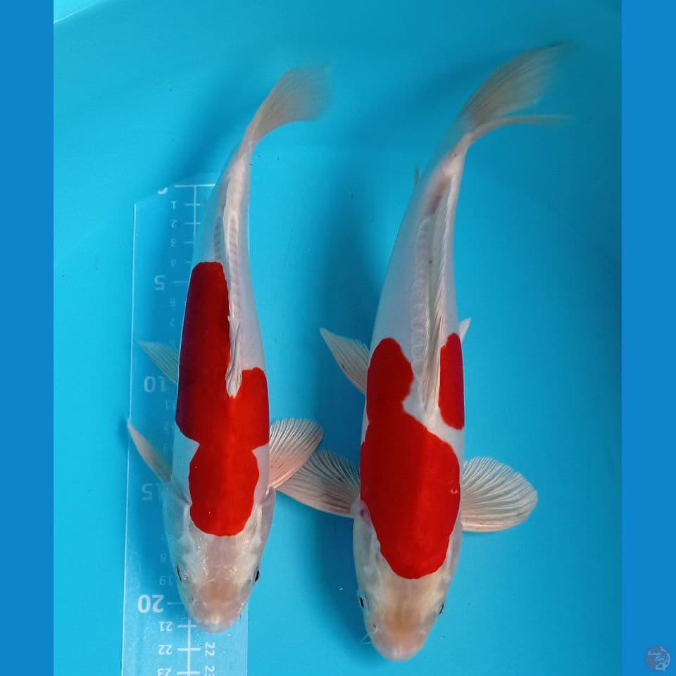 ciamix 28,30cm
