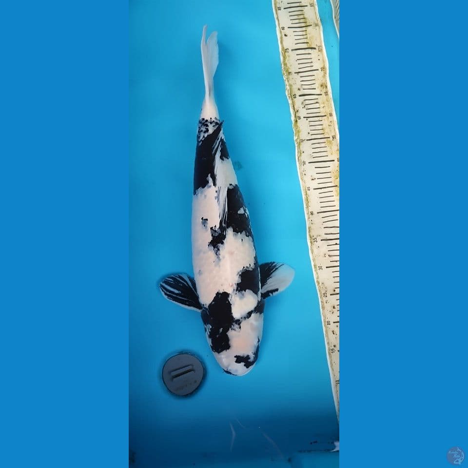 shiro 60 cm good skin