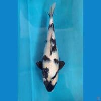 Shiro Utsuri 35BU