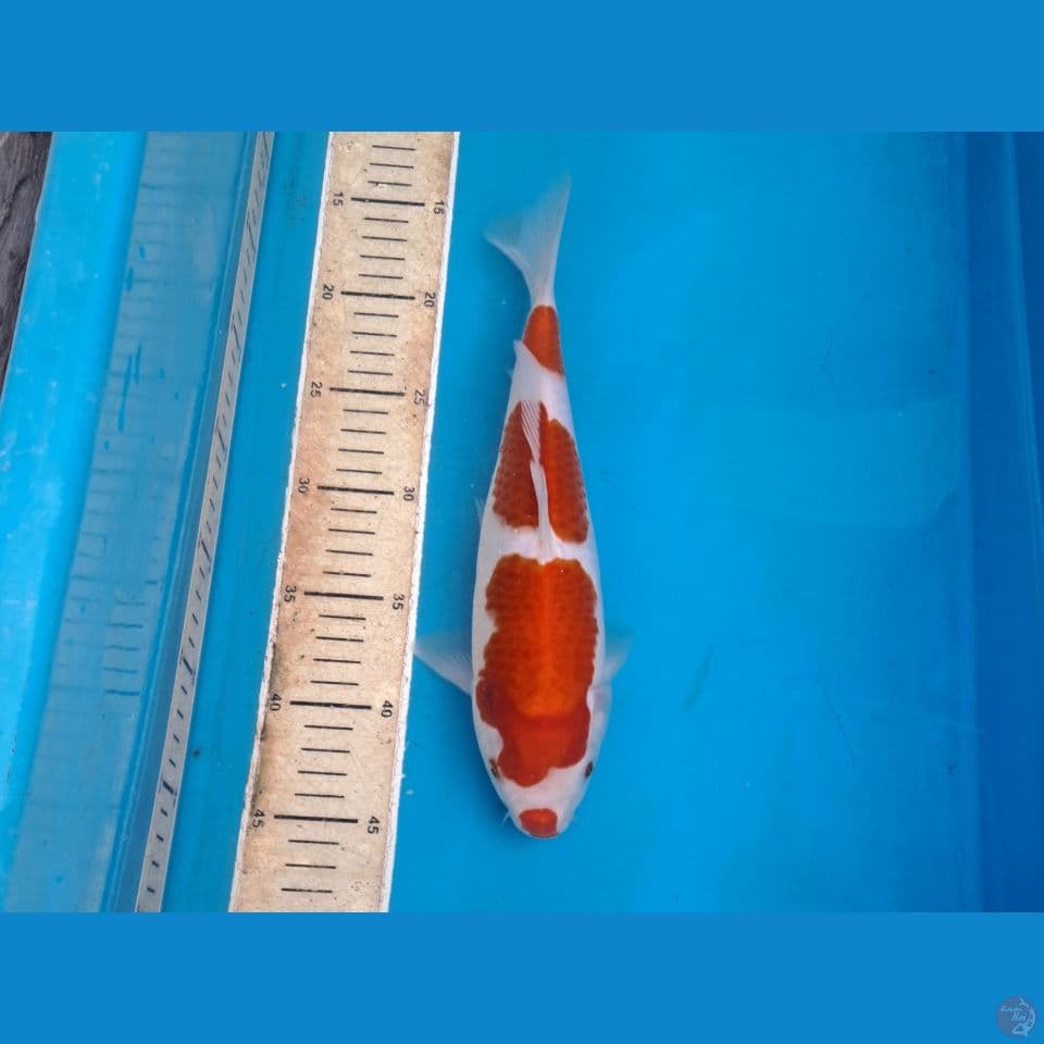 kohaku kuchibeni ori 30cm