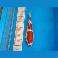 kohaku kuchibeni ori 30cm