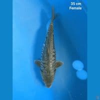 Soragoi Aragoke 35 cm
