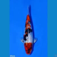 SHOWA GINRIN import  OGATA 33 CM