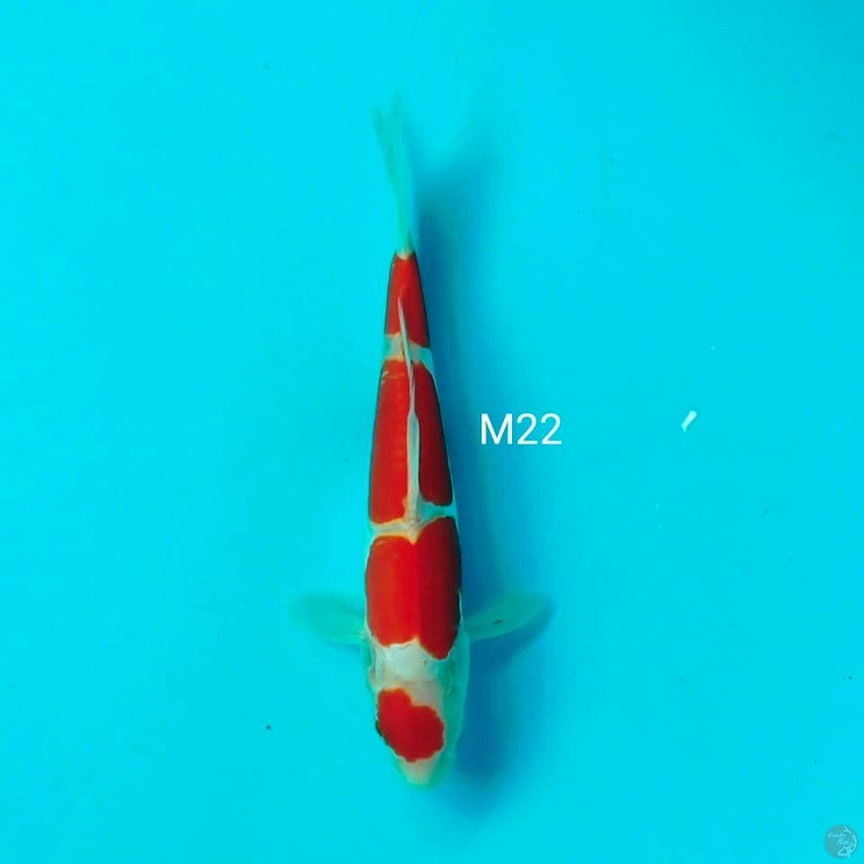 pure doit M22cm