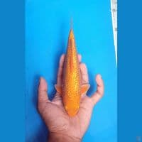 RED KARASI GINRIN SQ 20CM