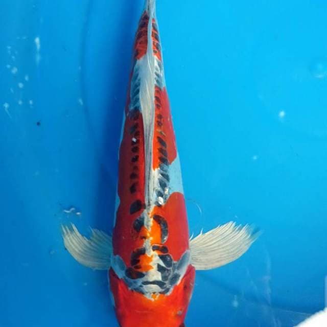 KUJAKO KUMPAY
