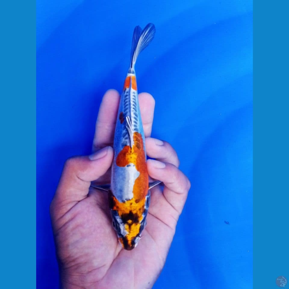 kiko original 20 cm