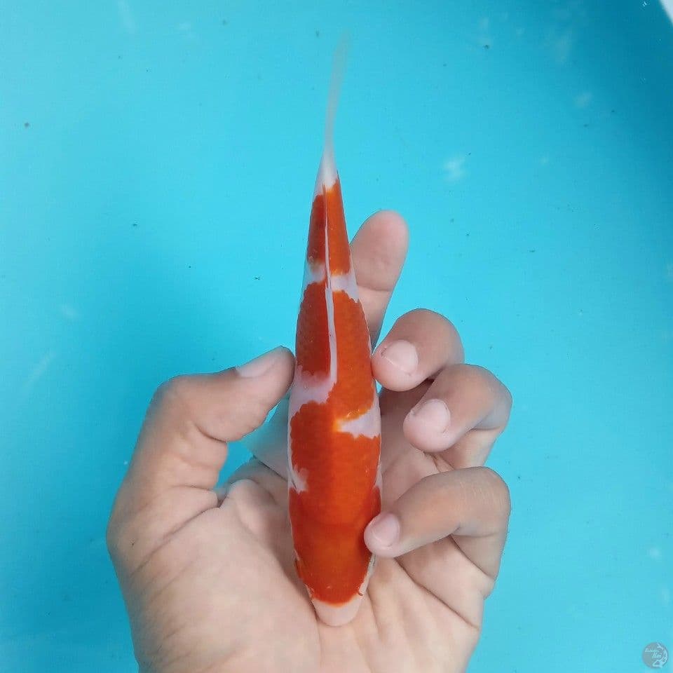 INAZUMA 15CM