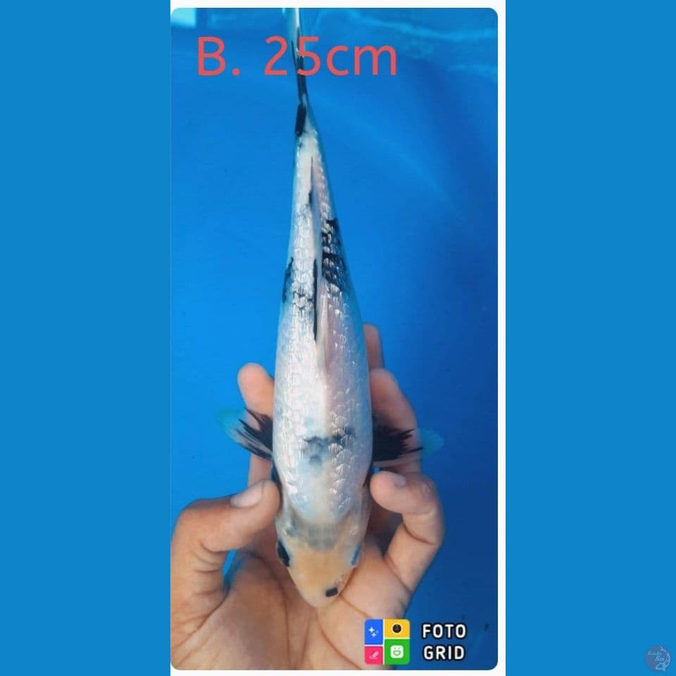 shiro Ginrin HQ super padat ginrinya nya bos,25cm jantan