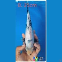 shiro Ginrin HQ super padat ginrinya nya bos,25cm jantan