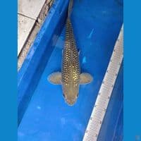 Midori Ginrin 42cm jantan tulangan mantap