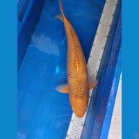 caramel 42cm ring mantap