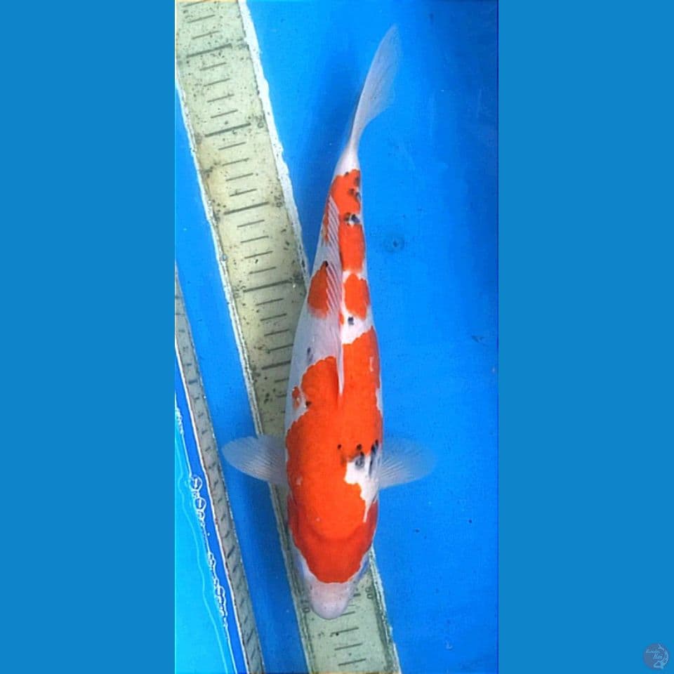 Sankei bulky nonamaniss 33+cm