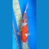 Sankei bulky nonamaniss 33+cm