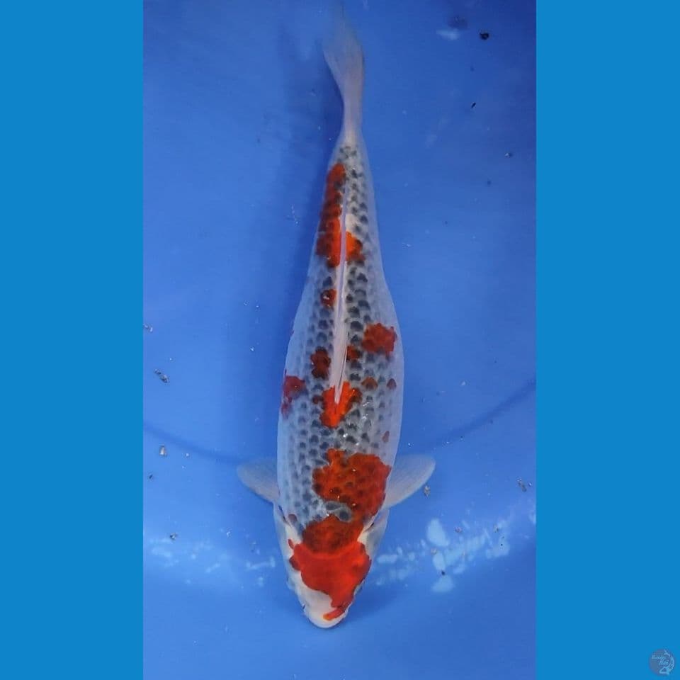 KURO GHOSIKI BERPUNUK 30 CM FEMALE