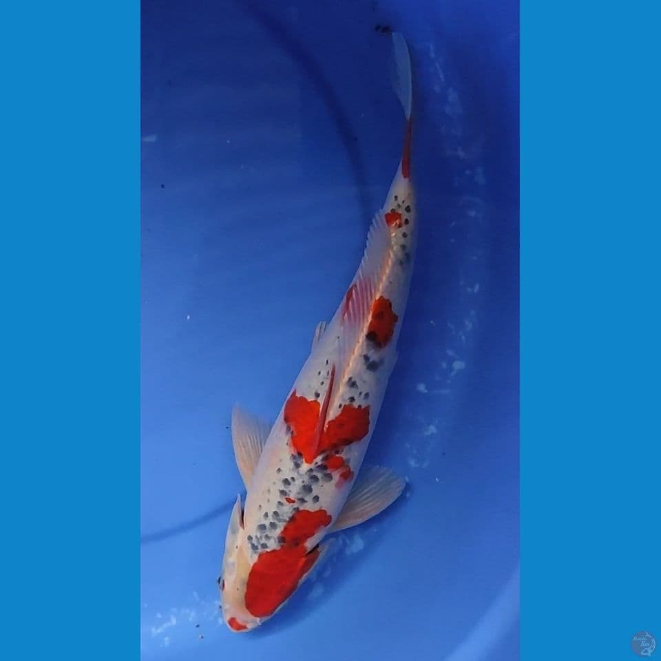 Ghosiki 33 cm Male
