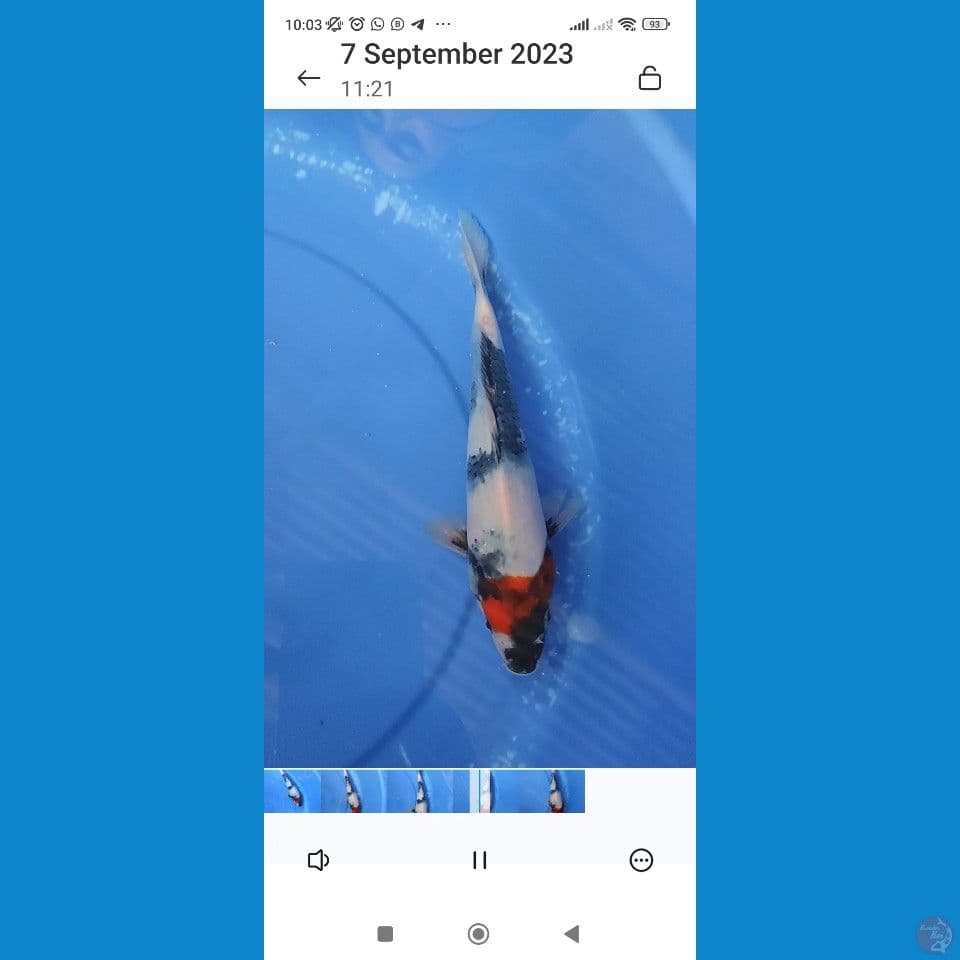 Original Tancho Showa 26 cm Male