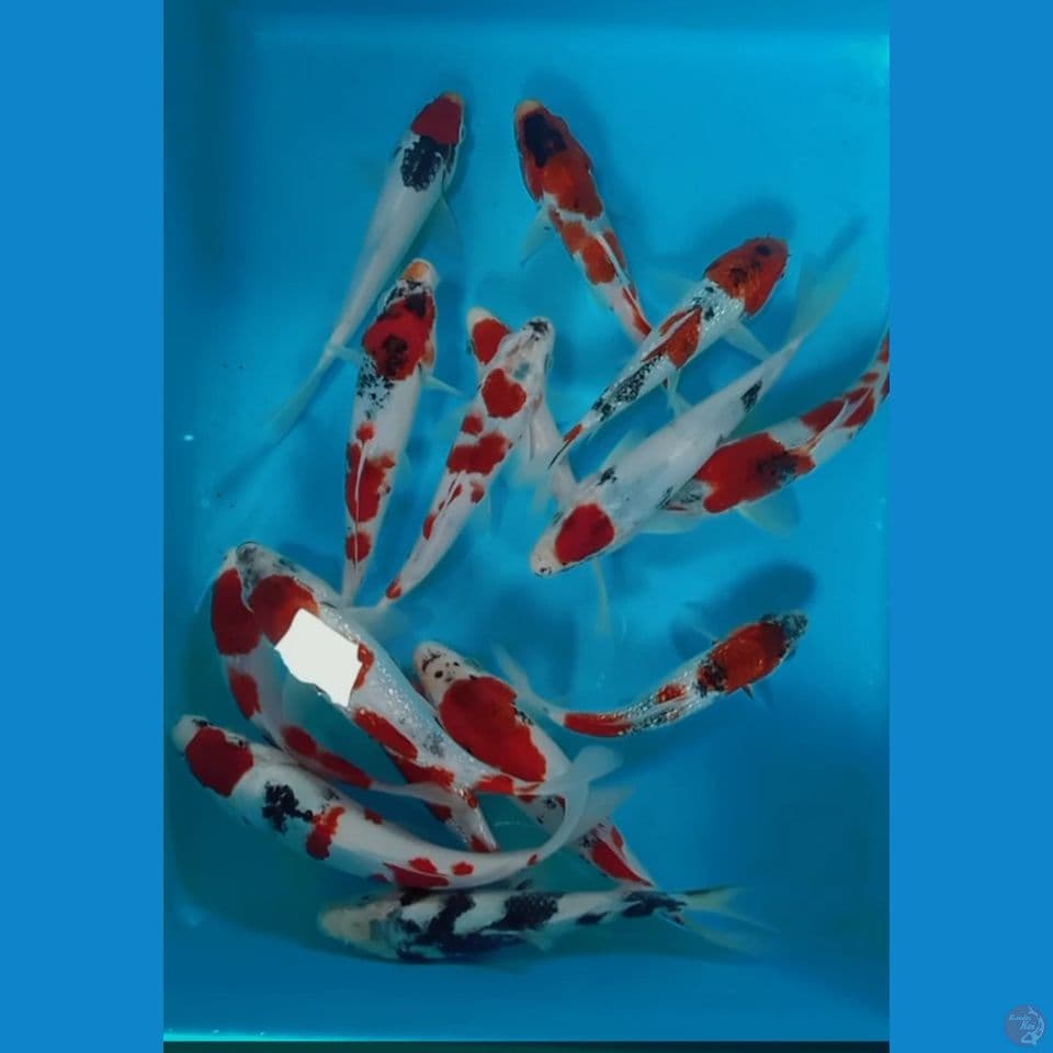 mix 15 ekor 15 20 cm 