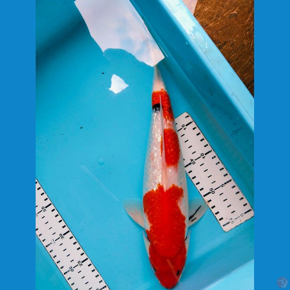 showa gind 35 cm