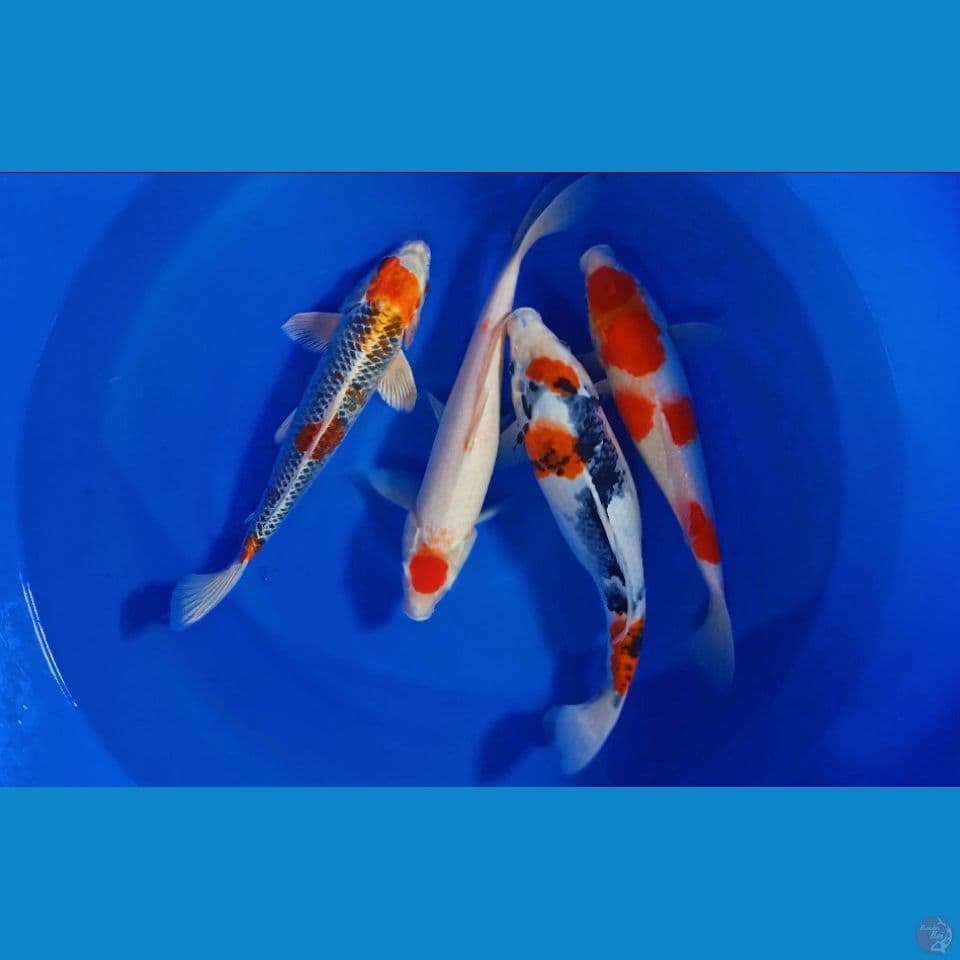 JUMBO MIX KOI 37-38CM (4 EKOR)