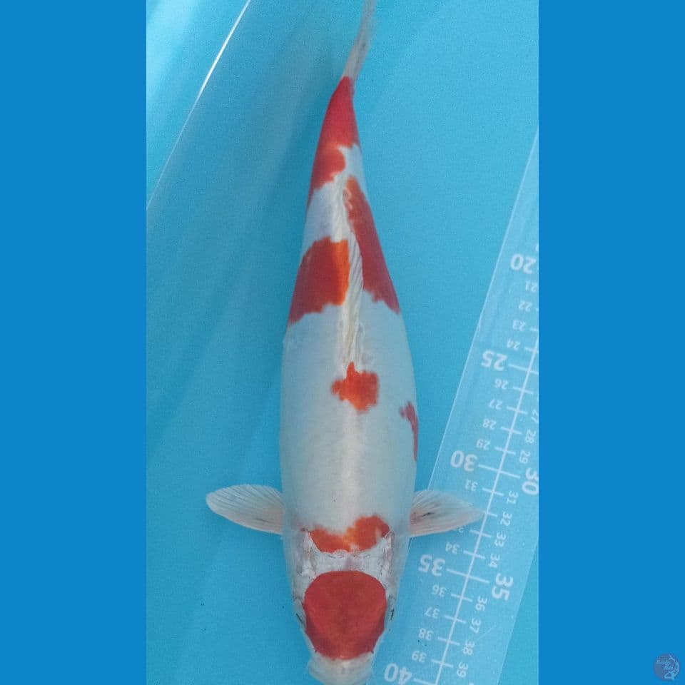 doitsu 33cm