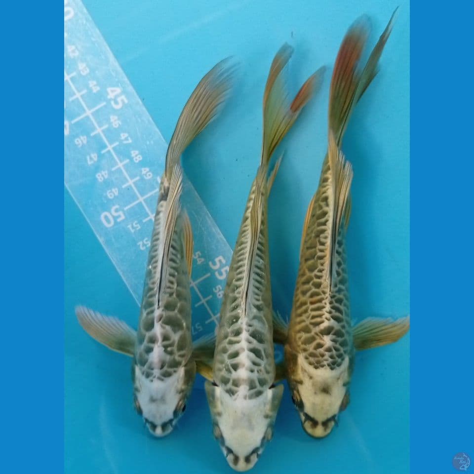 kumpay aragoke 20cm