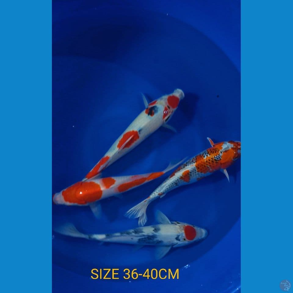 MIX 36-40CM (4 EKOR)