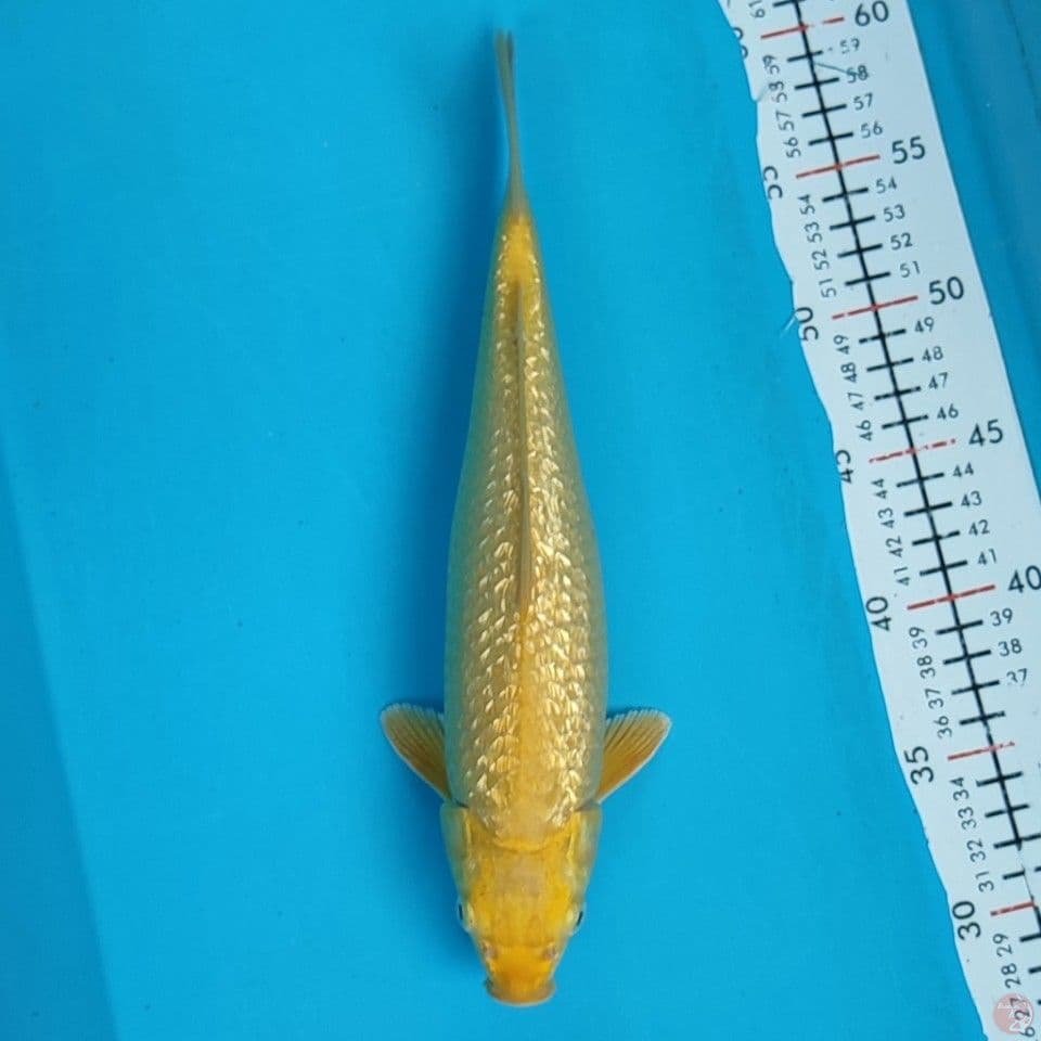 kharasi 30cm/M
