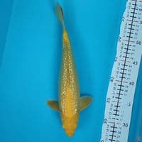 karashi ginrin 30cm/M