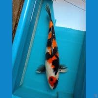 showa HQ 45cm jantan