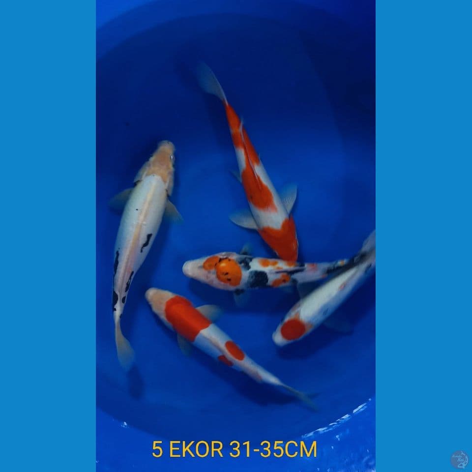 MIX 31-35CM(5 EKOR)